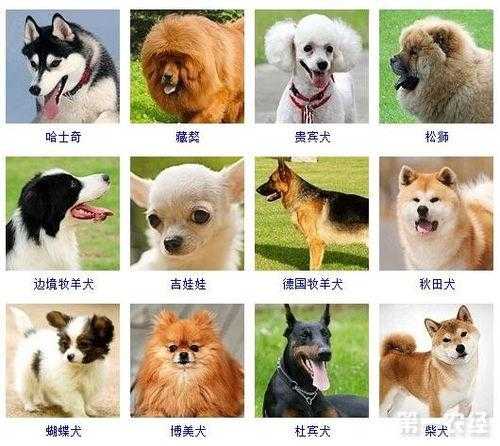 狗的种类可以分为哪几类（犬分为哪几类）